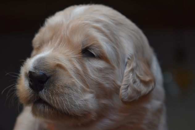 Prestigiosa cucciolata GOLDEN RETERIEVER di Medico Veterinario