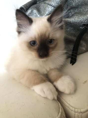 Prince cucciolo Ragdoll Pedigree