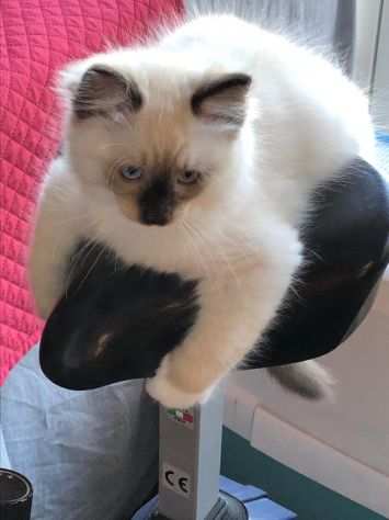 Prince cucciolo Ragdoll Pedigree