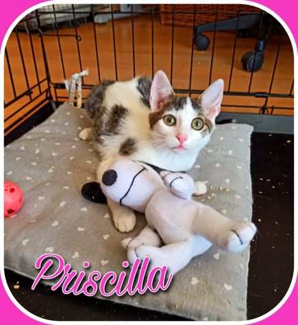 Priscilla cucciola di pochi mesi