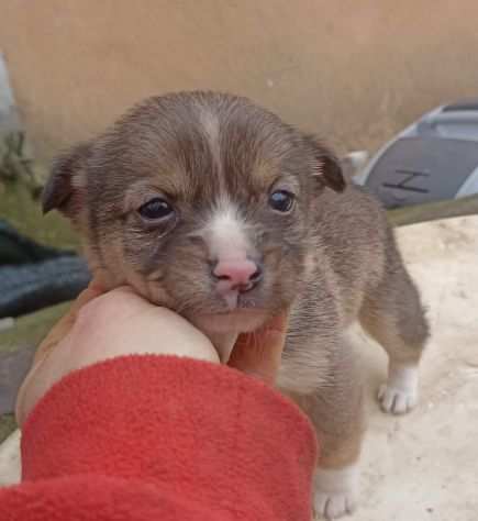 Procione cucciolo taglia media piccola 12 kg