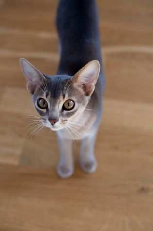 Purebred Abyssinian kitty with fresh blood lines for breeding (WCF)