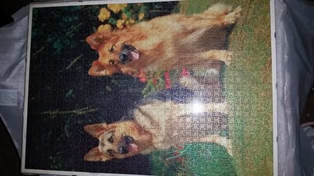 Puzzle raffigurante due cani 50x70 1000 pz., con cornice