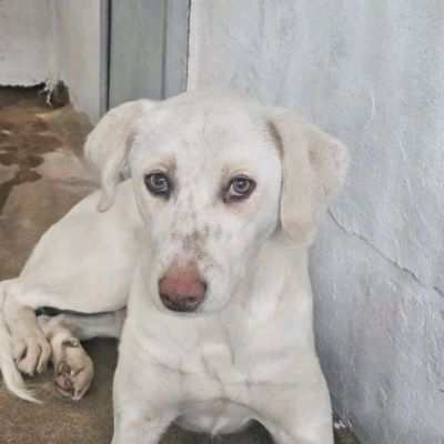 QUERA CAGNOLINA IN ADOZIONE