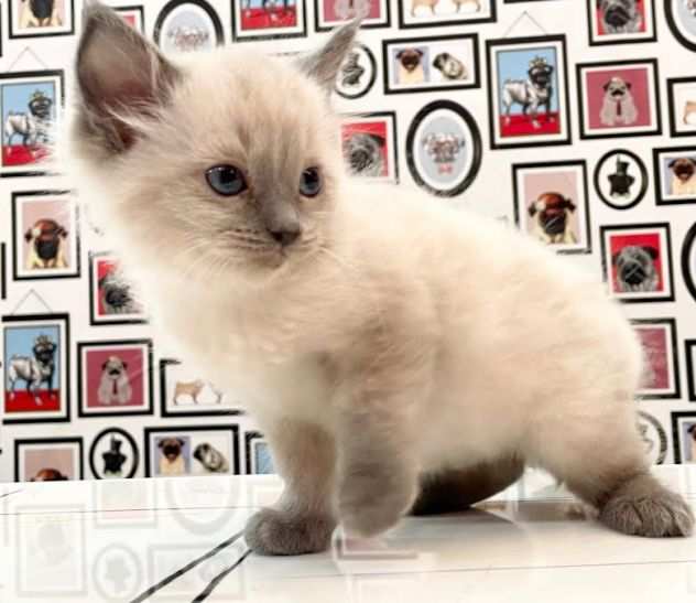 Ragdoll cuccioli - pagamento rateizzato