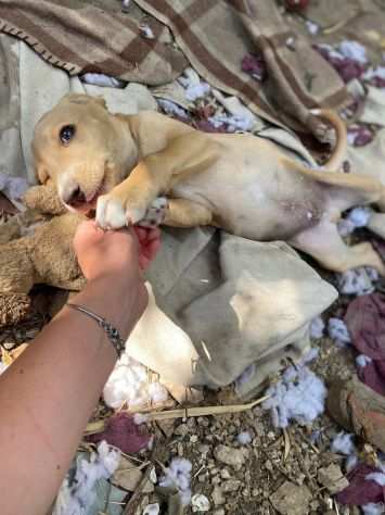 Ragugrave cucciolo