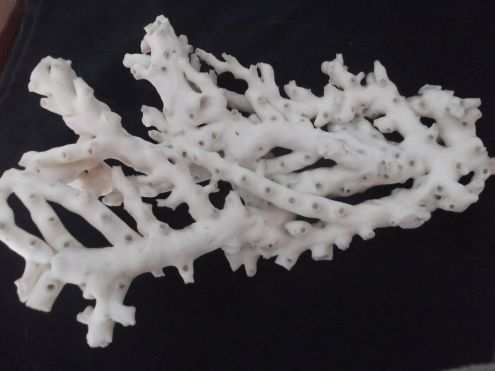 ramo corallo bianco grezzo