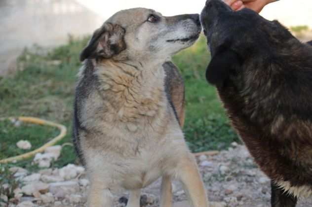 Rassegnata ha finire la sua vita in canile