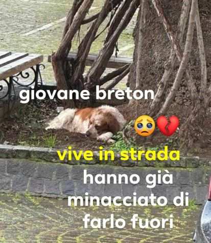 RED GIOVANE BRETON