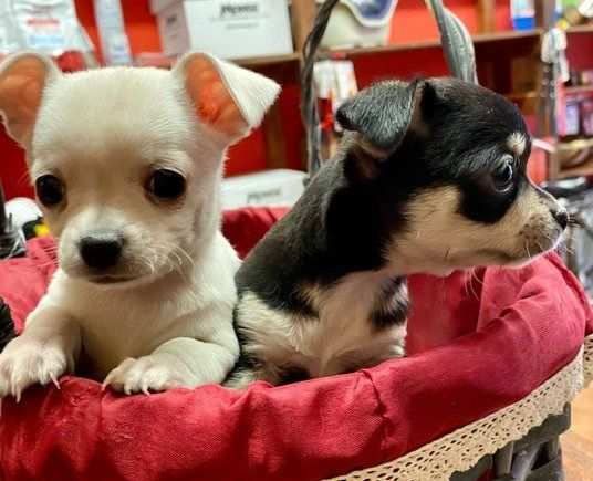Regala cuccioli di chihuahua in adozione