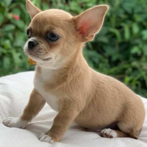 Regala cuccioli di chihuahua in adozione