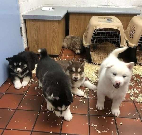 Regala fantastici cuccioli di Husky in adozione