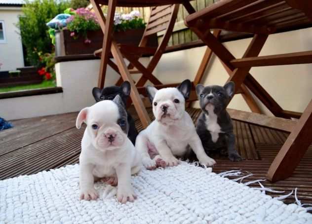 regalare cuccioli di bulldog francese in adozione