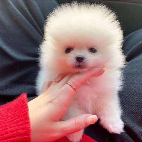 regalare cuccioli di pomerania in adozione