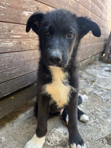 Regaliamo cuccioli pastore tedescoborder collie