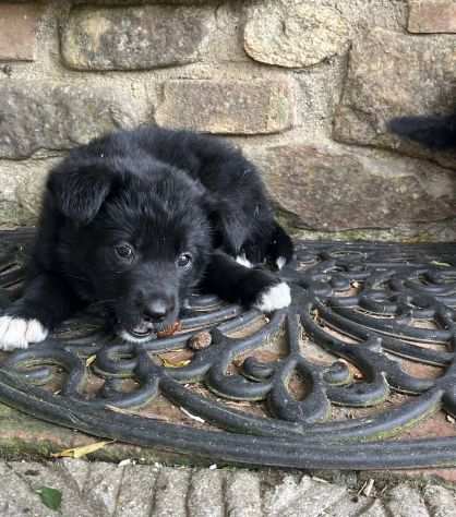 Regaliamo cuccioli pastore tedescoborder collie