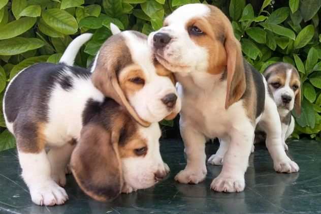 Regalo Adorabili cuccioli di BEAGLE per ladozione