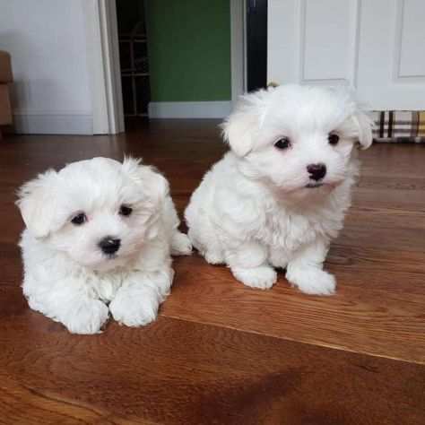 Regalo, adorabili cuccioli di maltese in adozione
