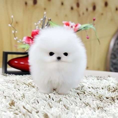 Regalo Adorabili cuccioli di Pomerania per ladozione