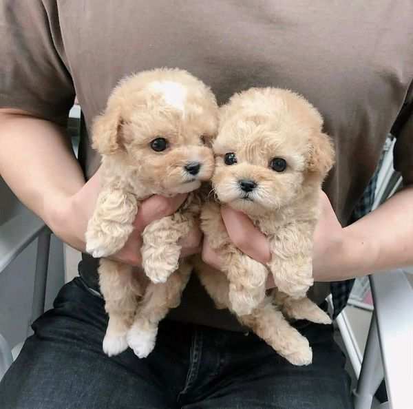 Regalo amichevole cuccioli di barboncino per ladozione