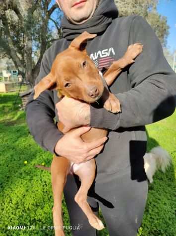 Regalo cucciola di pitbull