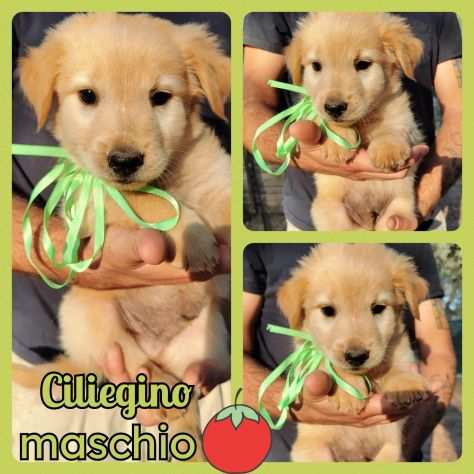 Regalo cuccioli