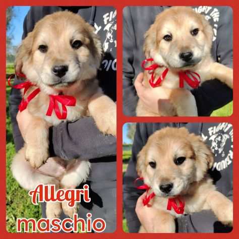 Regalo cuccioli