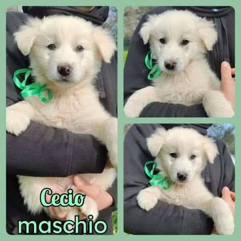 Regalo cuccioli