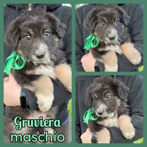 Regalo cuccioli