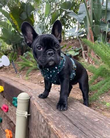 REGALO CUCCIOLI DI BULLDOG FRANCESE (Maschio e Femmina)