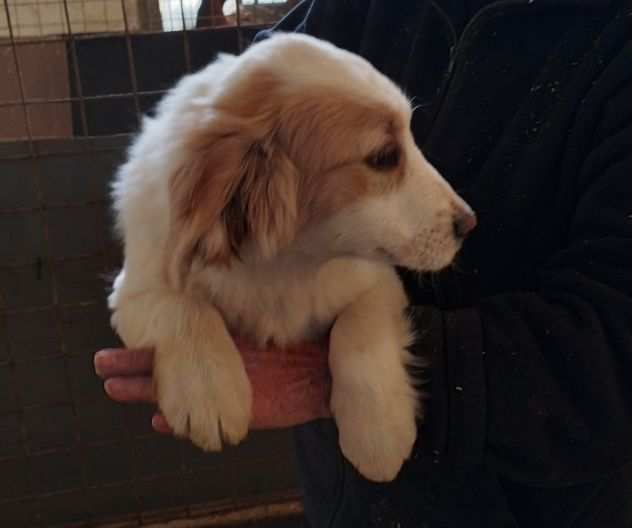 Regalo cuccioli di cane