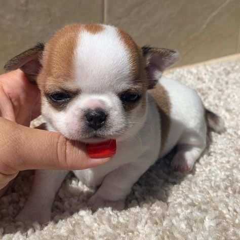 REGALO CUCCIOLI DI CHIHUAHUA MINI TOY (Maschio e Femmina)