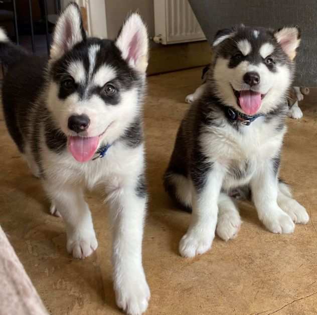 regalo cuccioli di husky siberiano regalo