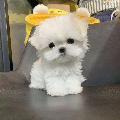 Regalo Cuccioli di Maltese mini toy