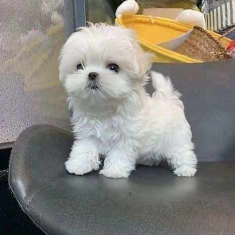 Regalo cuccioli di Maltese Mini Toy