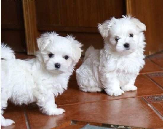 REGALO CUCCIOLI DI MALTESE MINI TOY (Maschio e Femmina)