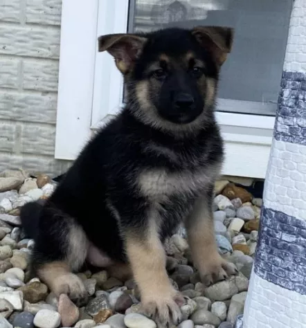 Regalo CUCCIOLI DI PASTORE TEDESCO