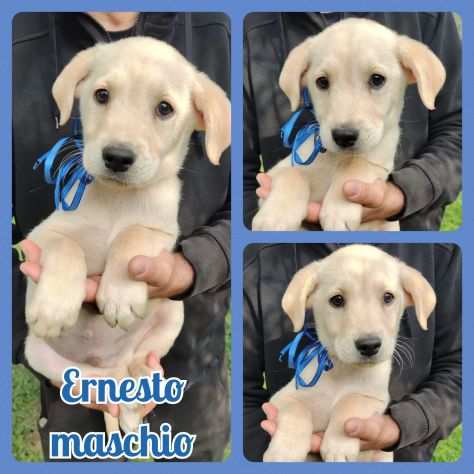 Regalo cuccioli Labrador