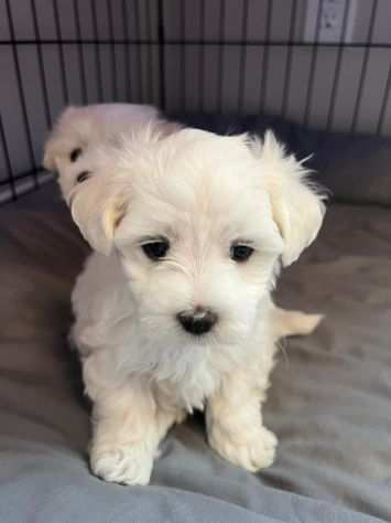 Regalo Cuccioli Maltese Toy Bianchissimi Piccolissima taglia