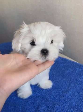 Regalo Cuccioli Maltese Toy Bianchissimi Piccolissima taglia