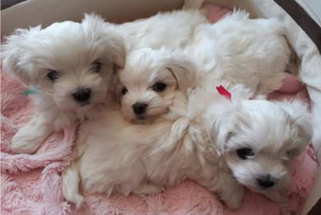 Regalo Cuccioli Maltese Toy Bianchissimi Piccolissima taglia