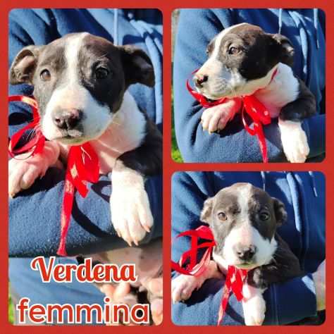 Regalo cuccioli mix amstaff