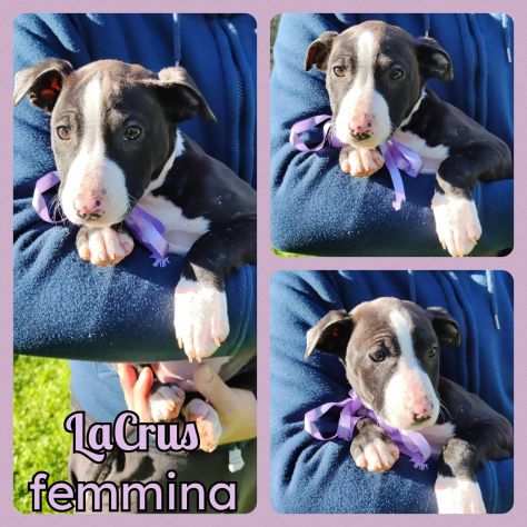 Regalo cuccioli mix amstaff