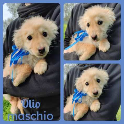 Regalo cuccioli mix volpino