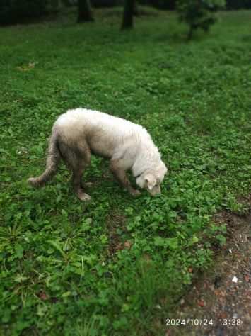 Regalo cucciolo di pastore maremmano maschio