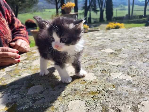 Regalo gattini a pelo lungo nani