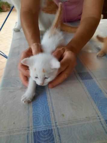 REGALO GATTINI MASCHIO E FEMMINA