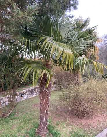 REGALO PALME - ALTEZZA 3, 4, 5 MT