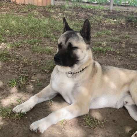 Reiki Akita Americano