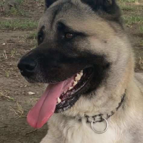 Reiki Akita Americano